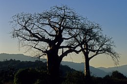 Arbre;-Archipel-des-Comores;-Baobab;-Contre-jour;-Crépuscule;-France;-Kaleidos;-Kaleidos-images;-La-parole-à-limage;-Laurent-Abad;-Mayotte;-Océan-Indien;-Paysage;-Silhouette;-Stories-Pictures